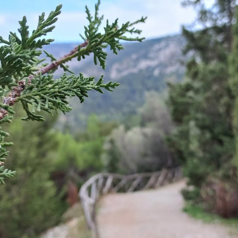 Δάσος Καισαριανής