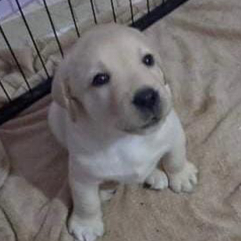 To Mαξίμου υιοθέτησε ένα κουτάβι που θα γίνει οδηγός τυφλού