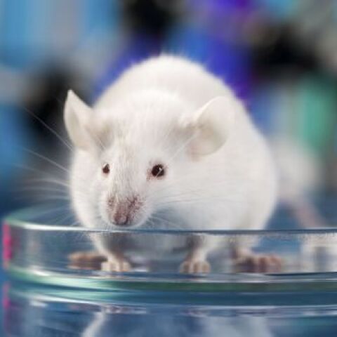 Νέα μέθοδος αναγέννησης σπονδυλικής στήλης επέτρεψε σε παράλυτα ζώα να περπατήσουν ξανά