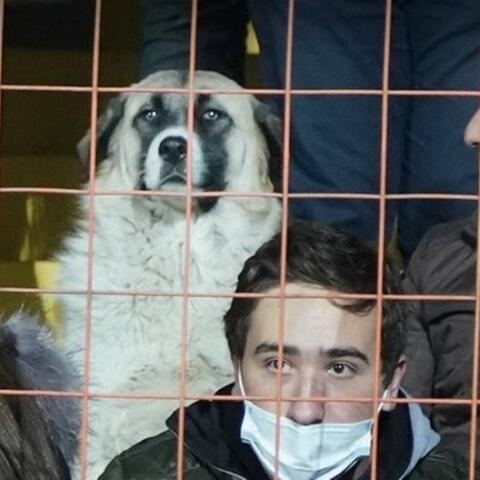 Αδέσποτος σκύλος μπήκε στο γήπεδο, την άραξε σε κάθισμα και είδε... Αρμενία-Γερμανία!