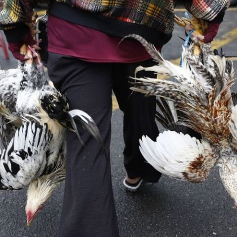 Η γρίπη των πτηνών εξαπλώνεται σε Ευρώπη και Ασία