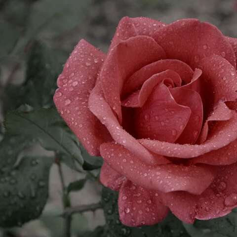 Βροχή (ΦΩΤΟ ΑΡΧΕΙΟΥ)