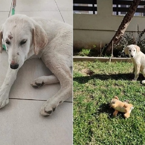 Αλεξανδρούπολη: Καταγγελία για κατ’ εξακολούθηση βιασμό κουταβιού