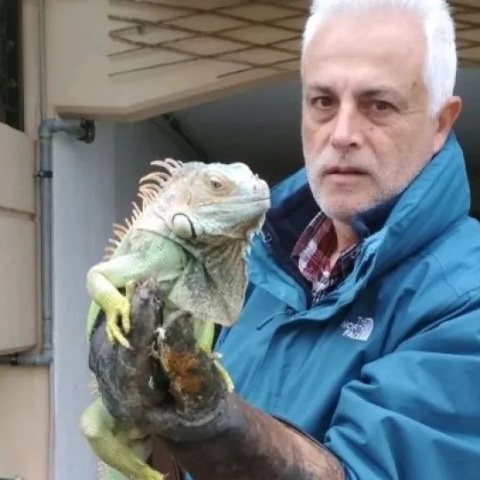 Μεγάλο ιγκουάνα βρέθηκε δίπλα σε κάδο απορριμμάτων στη Λάρισα