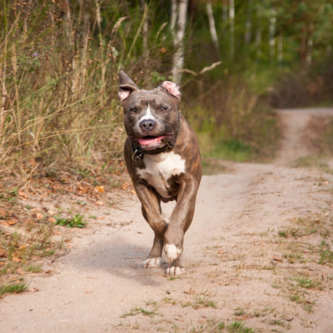 Πίτμπουλ στη Νίκαια δάγκωσε αστυνομικό