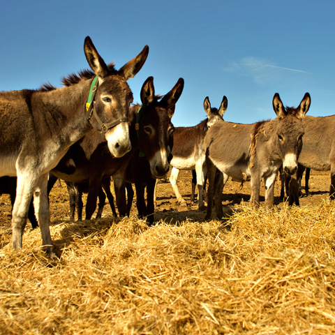 Meet Your Makers: Ο Γιώργος Τσιχουρίδης παράγει στην Κοζάνη γάλα γαϊδούρας