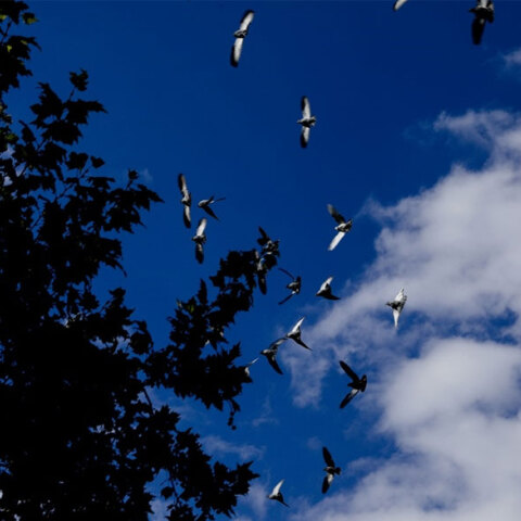 Ο καιρός σήμερα Σάββατο 20 Νοεμβρίου 2021 έχει νεφώσεις στο μεγαλύτερο μέρος της χώρας, σύμφωνα με την πρόγνωση