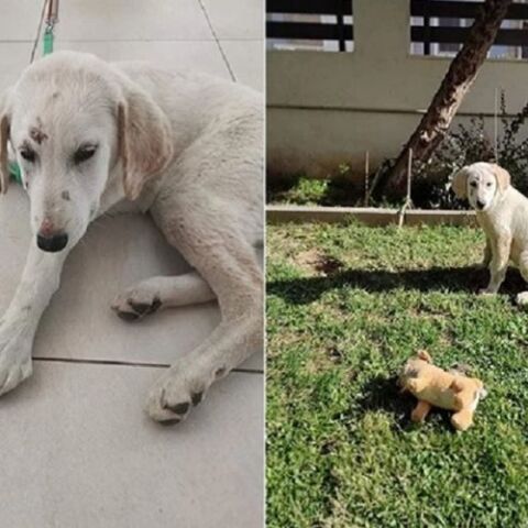 Οργή Κατρίνας Τσάνταλη για τον βιασμό κουταβιού στην Αλεξανδρούπολη (ΦΩΤΟ)