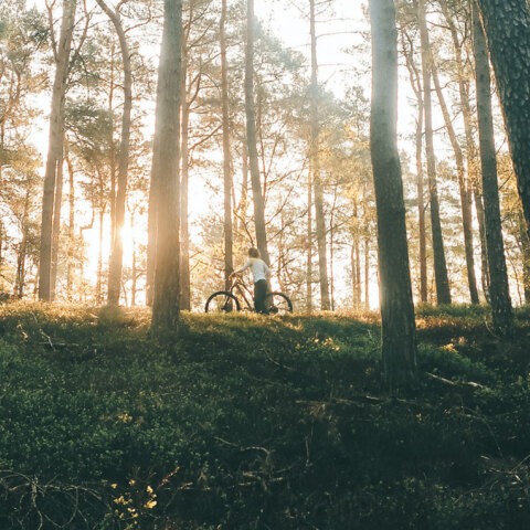 Δάσος και παιδί με ποδήλατο