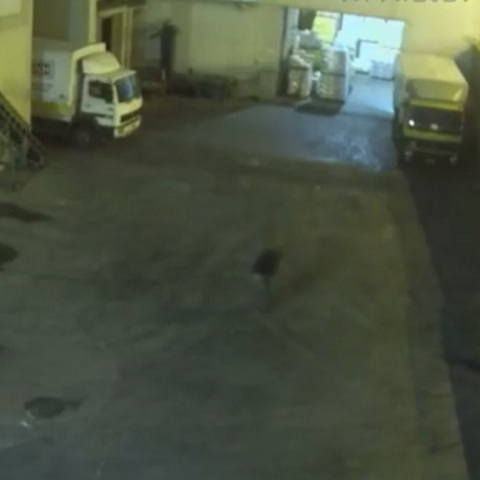 Κερατσίνι: Νέο «σκληρό» βίντεο – Έβλεπαν την 8χρονη νεκρή και δεν αντιδρούσαν