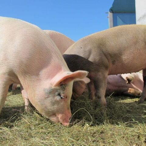 Ολλανδία: Τα γουρούνια στην πρώτη γραμμή φύλαξης του αεροδρομίου