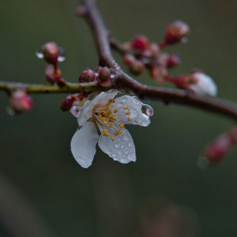 Λουλούδι στη βροχή (ΦΩΤΟ ΑΡΧΕΙΟΥ) - Βροχές σήμερα Δευτέρα 29 Νοεμβρίου 2021, σύμφωνα με την πρόγνωση ΕΜΥ