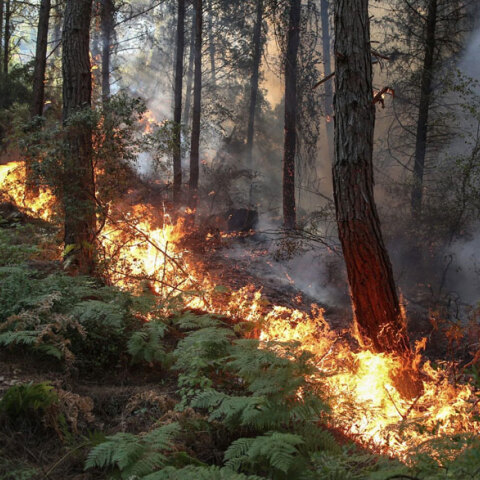 Δασική πυρκαγιά στην Τουρκία