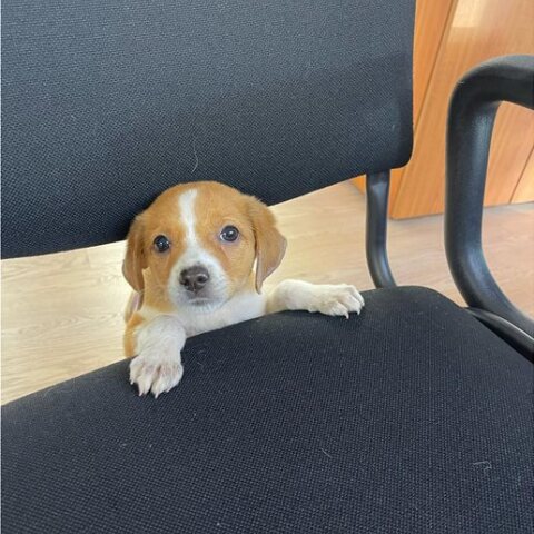 Μετά τον Πίνατ η... Μίρα - Ο Σκέρτσος μας συστήνει το αδεσποτάκι της Γενικής Γραμματείας Συντονισμού (Εικόνες)