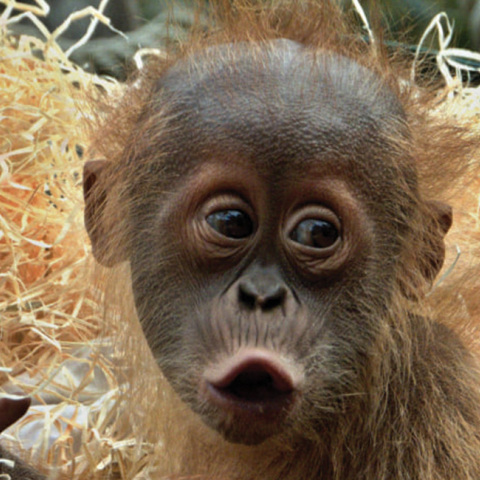 Μαιμού σε ζωολογικό κήπο / Φωτογραφία της Dana Knížková