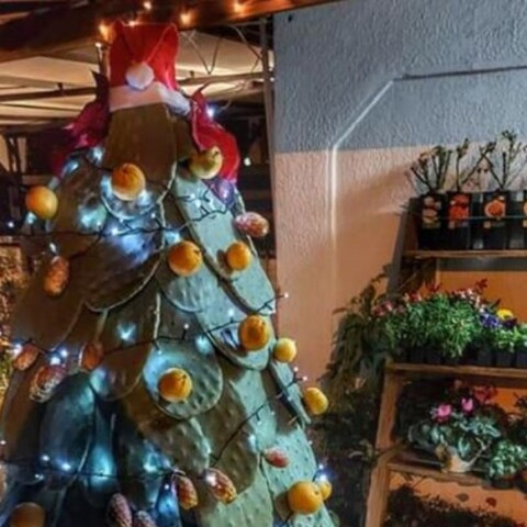 Viral το «διαφορετικό» χριστουγεννιάτικο δέντρο της Αρεόπολης