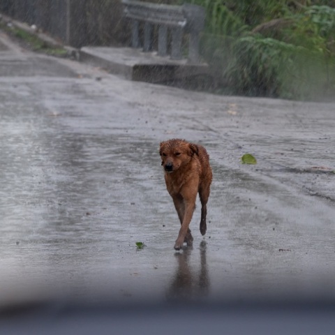 ΕΙΚΟΝΕΣ ΑΠΟ ΤΗΝ ΚΑΚΟΚΑΙΡΙΑ ΣΤΟ ΝΟΜΟ ΗΛΕΙΑΣ (ILIALIVE.GR/ΓΙΑΝΝΗΣ ΣΠΥΡΟΥΝΗΣ / EUROKINISSI)