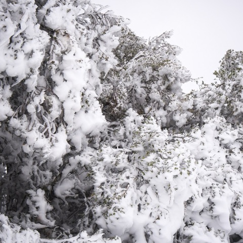 Η ΠΑΡΝΗΘΑ ΣΤΑ ΛΕΥΚΑ (EUROKINISSI/ΑΝΤΩΝΗΣ ΝΙΚΟΛΟΠΟΥΛΟΣ)
