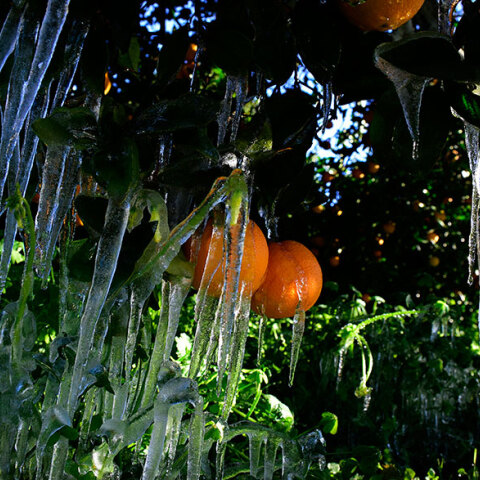 Παγετός στην Αργολίδα