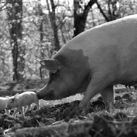«Gunda» του Βίκτορ Κοσακόφσκι