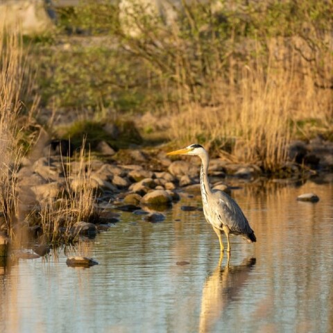 Ανησυχητική η μείωση των πληθυσμών υδρόβιων πουλιών στη Μεσόγειο	