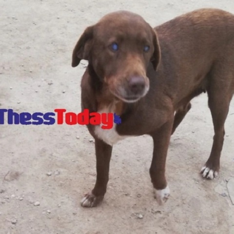 τυφλή σκυλίτσα περπάτησε 10 χλμ. για να βρει τον άνθρωπο που την φρόντισε