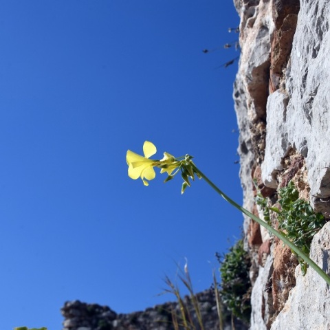 Καιρός: «Ανοιξιάτικες» θερμοκρασίες την Τρίτη