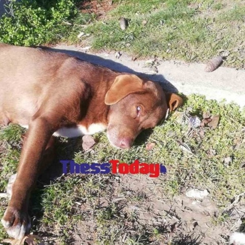 Νάουσα: Σκότωσαν με φόλα την τυφλή αδέσποτη σκυλίτσα