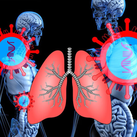 Ο κορωνοϊός, εκτός από τους πνεύμονες, εξαπλώνεται σε εγκέφαλο και καρδιά, σύμφωνα με νέα έρευνα
