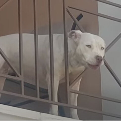 Το πίτμπουλ στην Πάτρα που επιτέθηκε σε οικογένεια και κατασπάραξε σκυλάκι