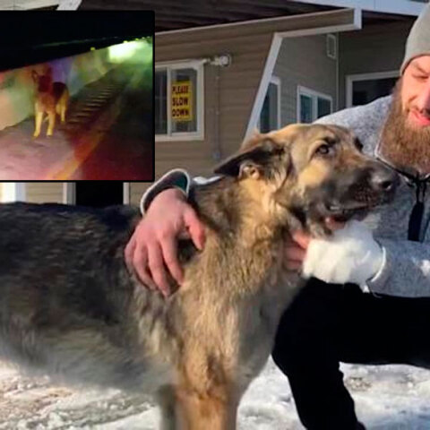 Η σκυλίτσα που οδήγησε τους αστυνομικούς στο σημείο όπου είχε τροχαίο το αφεντικό της