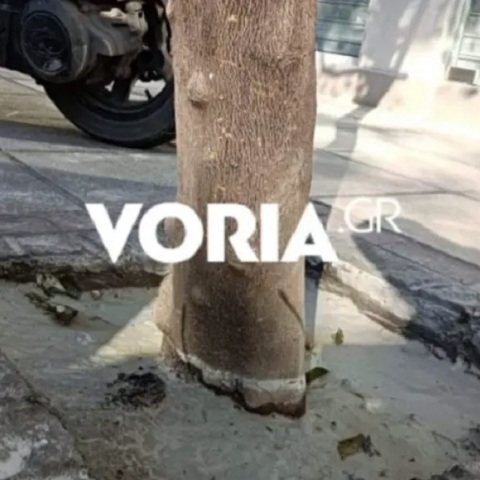 Άγνωστοι έριξαν τσιμέντο στις ρίζες δέντρων στη Θεσσαλονίκη