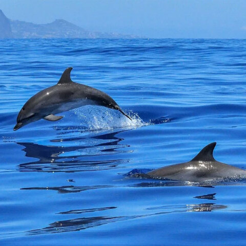 Στα δελφίνια το σεξ γίνεται για αναπαραγωγή και απόλαυση