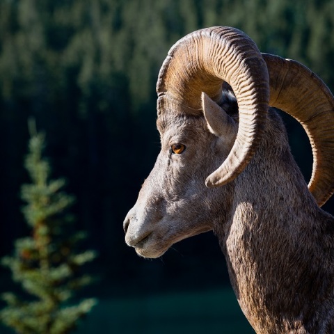 Κριάρι σκότωσε γυναίκα στη Μεσσηνία: Οργή των συγγενών της