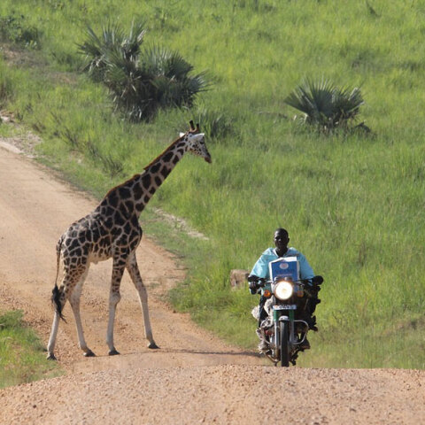 Οδηγός μηχανής στην Ουγκάντα περνά δίπλα από καμηλοπάρδαλη