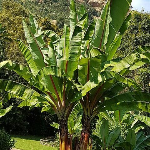 Η «ψευτο-μπανάνα» που θα σώσει τον κόσμο