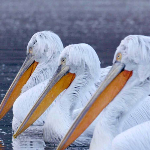 Κρυμμένα Θαύματα της Ευρώπης - Επεισόδιο «Ελλάδα» στο National Geographic WILD