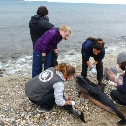 Εκβρασμός Ζωνοδέλφινων στο ΒΑ Αιγαίο