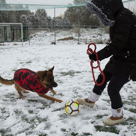 Κακοκαιρία Ελπίδα: Άνδρας παίζει μπάλα με τον σκύλο του στα χιόνια στις Αχαρνές