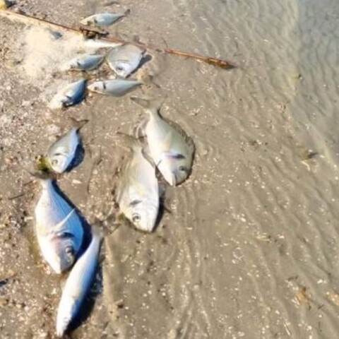 Περίπου 370.000 ψάρια 12 ειδών πέθαναν από το ψύχος σε ιχθυοτροφείο στη Λιμνοθάλασσα Δρεπάνου, στη Θεσπρωτία