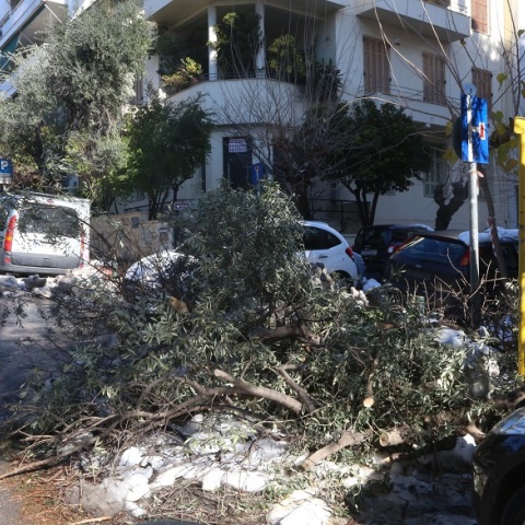 Κάτοικος ζητάει αποζημίωση για πτώση δέντρου, το οποίο δεν άφηνε τον Δήμο να το κόψει (vid)