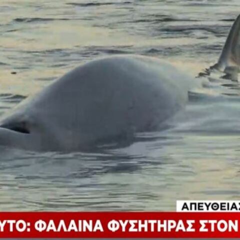 Φάλαινα βρέθηκε στην παραλία του Αλίμου