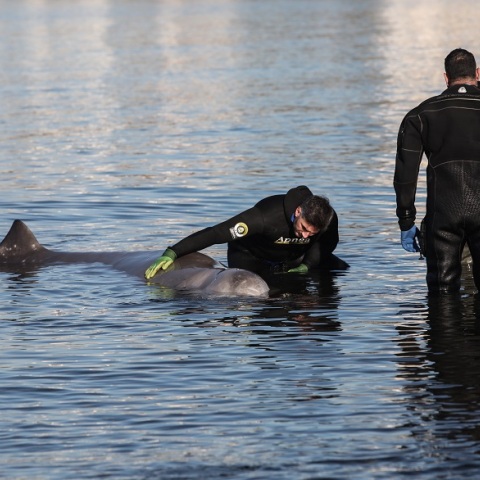 Μάχη για να σωθεί η φάλαινα στον Άλιμο
