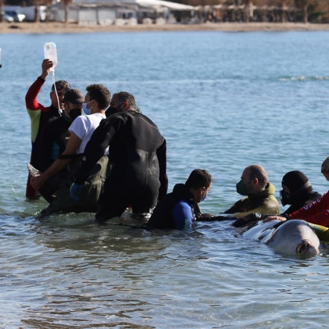 Φάλαινα εκβράστηκε στον Άλιμο - Πολύ σοβαρή κρίνεται η κατάστασή της