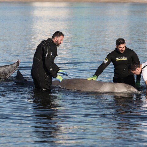 Ζιφιός φάλαινα στην παραλία του Αλίμου