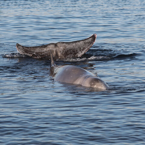 Η φάλαινα Ζιφιός στον Άλιμο