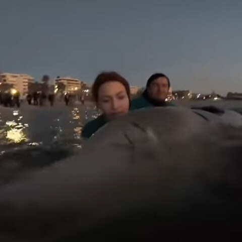 Η εθελόντρια που τραγουδά στη φάλαινα ζιφιός στον Άλιμο