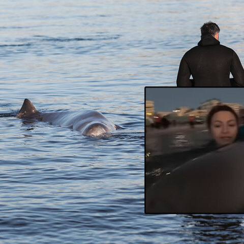 Η φάλαινα ζιφιός βρίσκεται στη Σαλαμίνα μετά τον Άλιμο - Η εθελόντρια που τραγούδησε στο κήτος (ένθετη)