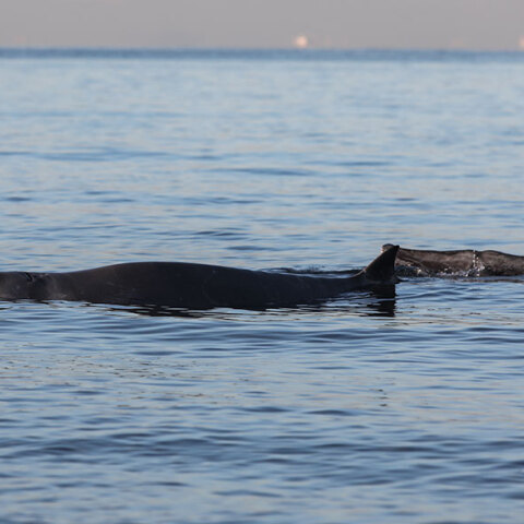 Η φάλαινα ζιφιός στον Άλιμο - Ο «Σωτήρης» έφθασε στη Σαλαμίνα