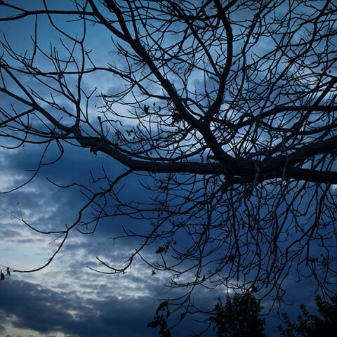 Σύννεφα πάνω από τα κλαδιά δέντρου